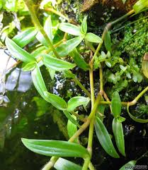 Image result for Cyanotis