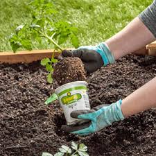 There are more than 3,000 varieties of heirloom or heritage tomatoes in active cultivation worldwide and more than 15,000 known varieties. Bonnie Plants 19 3 Oz In Pot Tomato Bonnie Original Plant In The Vegetable Plants Department At Lowes Com