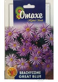 Image result for Brachycome