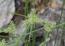 Image result for Cyperaceae