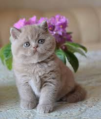 Cute Cats Sevimli Kedi Yavrulari Sevimli Kediler Kedileri Seviyorum