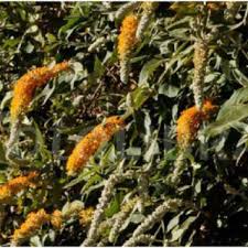 Image result for Vernonia auriculifera