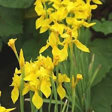 Image result for Moraea spathulata