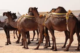 These pictures show hundreds of camels being driven through the liwa desert to the festival in ali al mansouri, a camel owner and member of the mazayna al dhafra organising committee, told the national that the. The 11th Al Dhafra Festival Begins Today Day Of Dubai Dubai S Leading Information Portal News Jobs Events