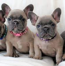 Why buy a french bulldog puppy for sale if you can adopt and save a life? French Bulldog Puppies For Sale Orlando Fl 254277
