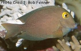 Image result for Oxyanthus strigosus
