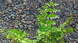Image result for Cheilanthes viridis
