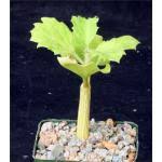 Image result for Cyphostemma quinatum