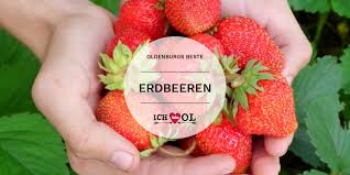 Erdbeeren selber pflücken in hamburg auf dem erdbeerhof glantz. Erdbeeren Selbst Pflucken In Oldenburg Guides Ichliebeoldenburg De