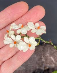 Image result for Aerangis stelligera