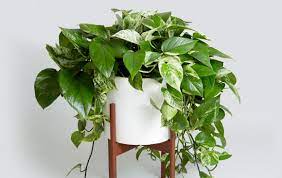 Le piante pendenti da interno sono molto decorative. Pothos Pianta Da Appartamento Lezioni Di Giardinaggio
