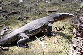 Komodo (varanus komodoensis) merupakan salah satu satwa endemik indonesia yang paling dikenal masyarakat dunia. Prevab Biawak Air Atau Biawak Air Asia Varanus Salvator Adalah Jenis Biawak Yang Tersebar Luas Di Asia Selatan Dan Asia Tenggara Biawak Ini Merupakan Jenis Biawak Yang Paling Sering Dijumpai Di