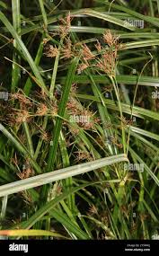 Image result for Cyperus longus
