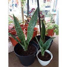 We would like to show you a description here but the site won't allow us. Sansiviera Jumbo Sansiviera Green Tiger Lidah Mertua Snake Plant Tanaman Hias Murah Shopee Indonesia