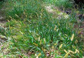 Image result for Setaria nigrirostris