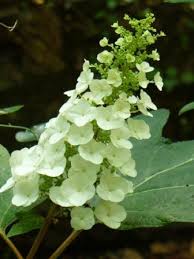 Deer resistant plants beautiful landscapes hydrangea deer proof plants hydrangeas hydrangea macrophylla. Alice Oakleaf Hydrangea Native Plants Almost Eden