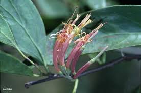 Image result for Dictyophleba