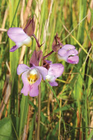 Image result for Eulophia clitellifera