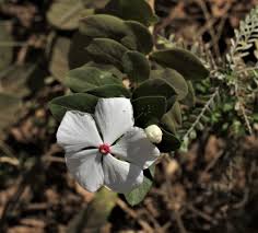 Image result for Tapinanthus forbesii