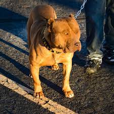 Largest xl bully blue pitbulls by big gemini. Xxl Pitbull Puppies For Sale Cheap