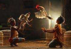 By admin senin, 12 oktober 2020 add comment. 22 Ide Sabung Ayam Ayam Ayam Thailand Ayam Jantan