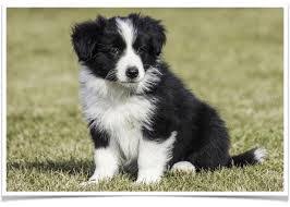 Stonshire kennels is excited to announce a litter of purebred rough collie puppies! Border Collie Puppies For Sale Price In India Mr N Mrs Pet