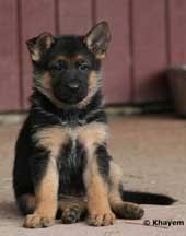Usually the average price of a german shepherd puppy is $1000. Purchasing A Gsd German Shepherd Dog Council Of Australia