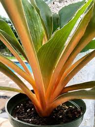 Chlorophytum Fire Flash 6 Pot Mandarin Orange Plant Plants Orange Plant House Plants Indoor