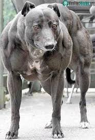 Theo người đưa tin, chó pitbull được xếp hạng là 1 trong số 10 loài chó dữ nhất, có nguồn gốc từ nước anh. 4 Loai Ä'á»™ng Váº­t CÆ¡ Báº¯p Nháº¥t Tháº¿ Giá»›i