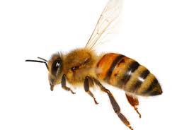 Professionals may use smoke or strong pesticides to exterminate the bees, and removal of the nest itself could require carpentry work. How To Get Rid Of Bees Wildliferemoval Com