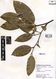 Image result for Irvingiaceae