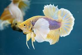 Purple Gas Big Ear Halfmoon Plakat Betta Betta Fish Betta Fish Types