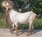 Beetal Goats - Breed Profile - Backyard Goats