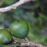 Image result for Trilepisium madagascariense