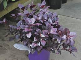 Alternanthera dentata 'brazilian red hots'. Joy Weed Calico Plant Alternanthera Alternanthera Dentata Little Ruby
