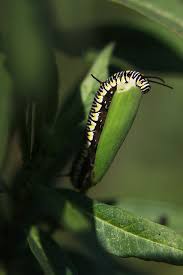 Black And Yellow Striped Caterpillar Georgia To Be Black Or White Ii Photo Black Larvae