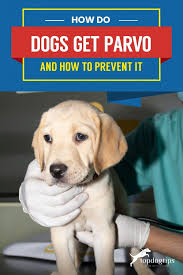 May 26, 2021 · parvo in puppies is caused by the canine parvovirus. How Do Dogs Get Parvo And How To Prevent It