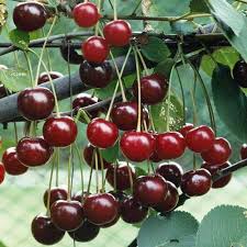 Commercial cherries are obtained from cultivars of several species, such as the sweet prunus avium and the sour prunus cerasus. Cherry Tree Morello Clarenbridge Garden Centre
