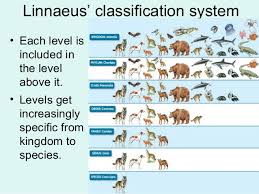 Vertebrate Taxonomy Chart Google Search Animal