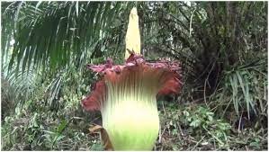 Sumatran Titan Arum Endangered Giant Foul Smelling Corpse Flower Spotted At Botanical Garden In Warsaw Crowds Wait For Hours To Take A Glimpse Scoopbuddy News Happenings Updates And More