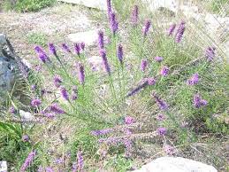 Cusp Gayfeather Gayfeather Blazing Star Narrow Leaf Gayfeather Texas Gayfeather Cusp Blazing Star Liatris Mucronata Liatris Plant List Plants