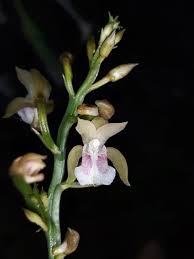 Image result for Oeceoclades maculata