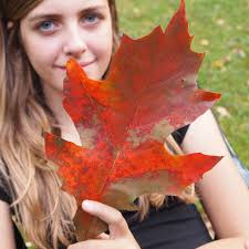 Free Images : nature, plant, girl, flower, spring, red, autumn, season,  maple leaf, sheet, beauty, stick, oak tree 3024x3024