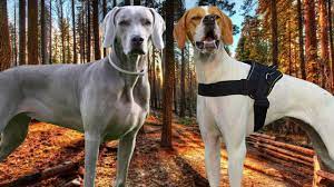 English shorthaired pointer vs german shorthaired pointer. Weineraner Vs English Pointer Highlights Youtube