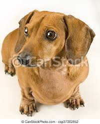 Search for a puppy or dog. Cute Wiener Dog Puppy Staring Left Cute Wiener Dog Puppy Staring Off Camera White Background Canstock