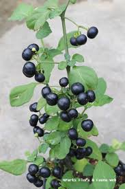 Image result for Solanum scabrum