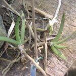 Image result for Podangis