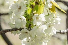 22 Different Types Of Cherry Blossoms And Interesting Facts Types Of Cherries Cherry Blossom Cherry Blossom Tree