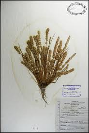 Image result for Elytrophorus spicatus