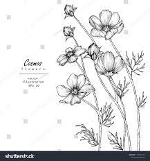 Sketch Floral Botany Collection Cosmos Flower Drawings Black And White With Line Art On White Backgrounds Flower Drawing Floral Botany Flower Tattoo Drawings
